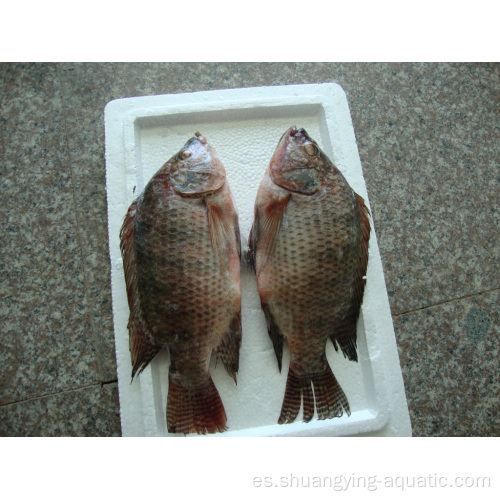 Tilapia congelada Pescado Oreochromis niloticus Alpastado